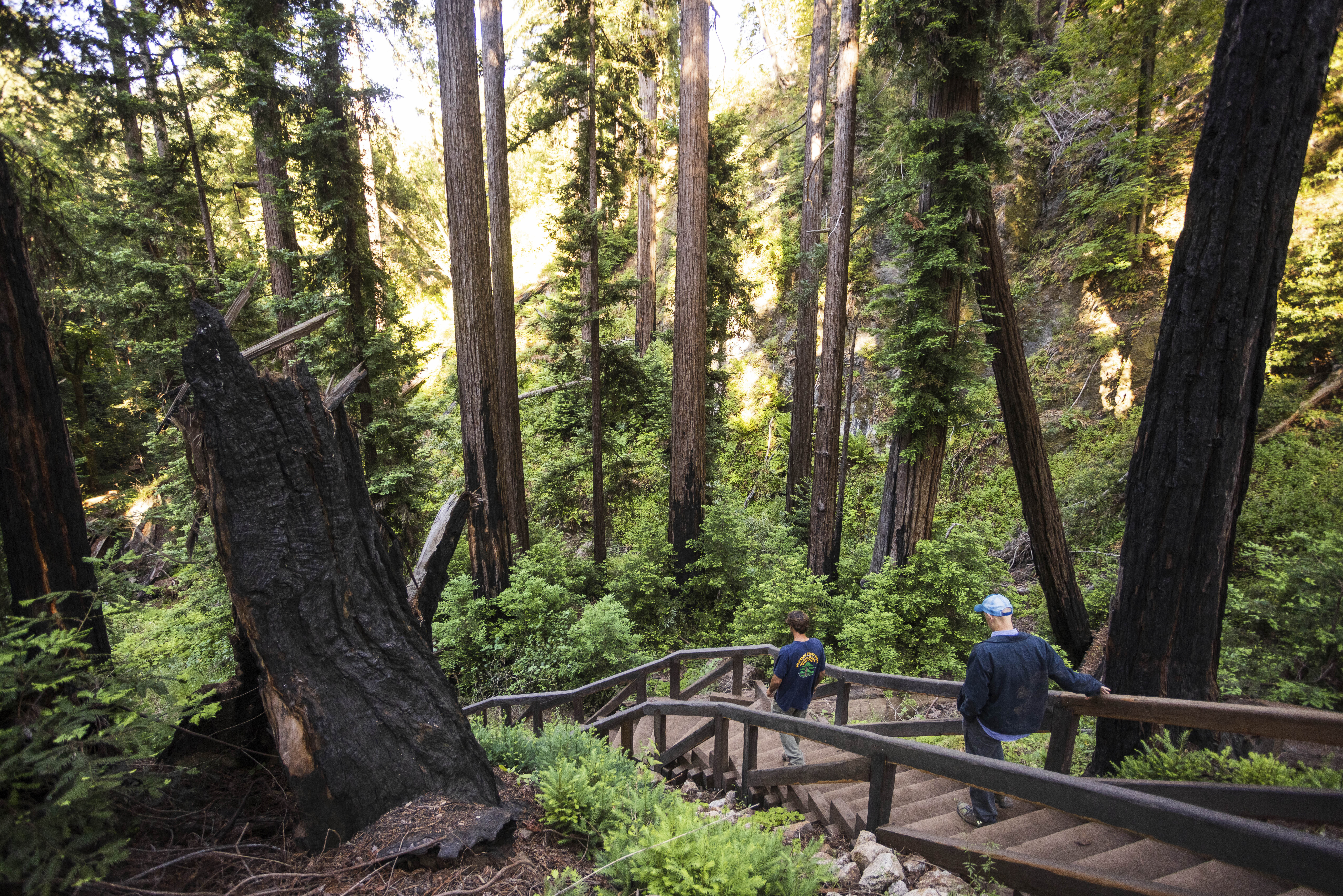 CORRECTION California Redwoods Trail Reopens