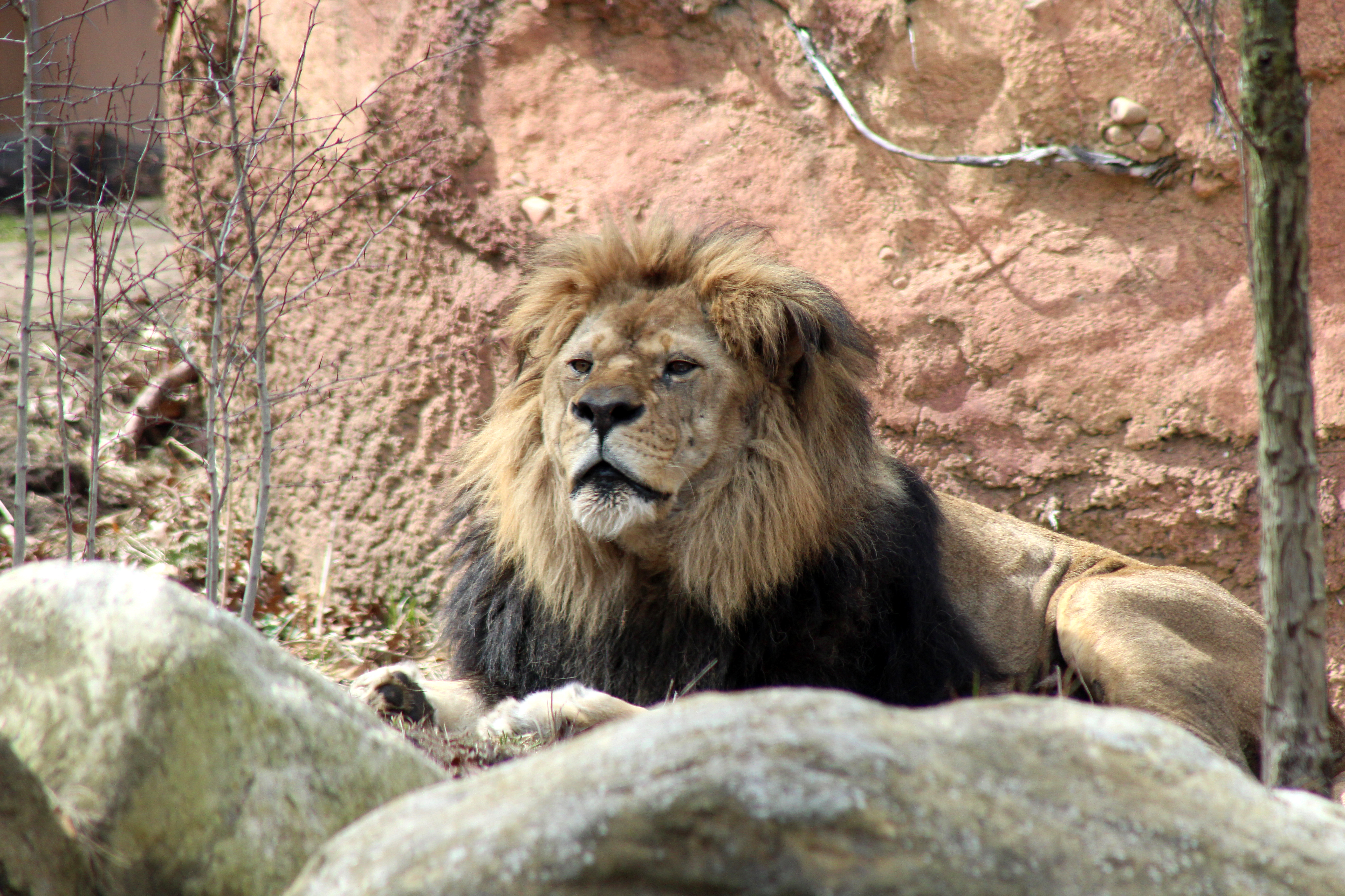 JBZoo_AfricanLion_Docha03.jpg