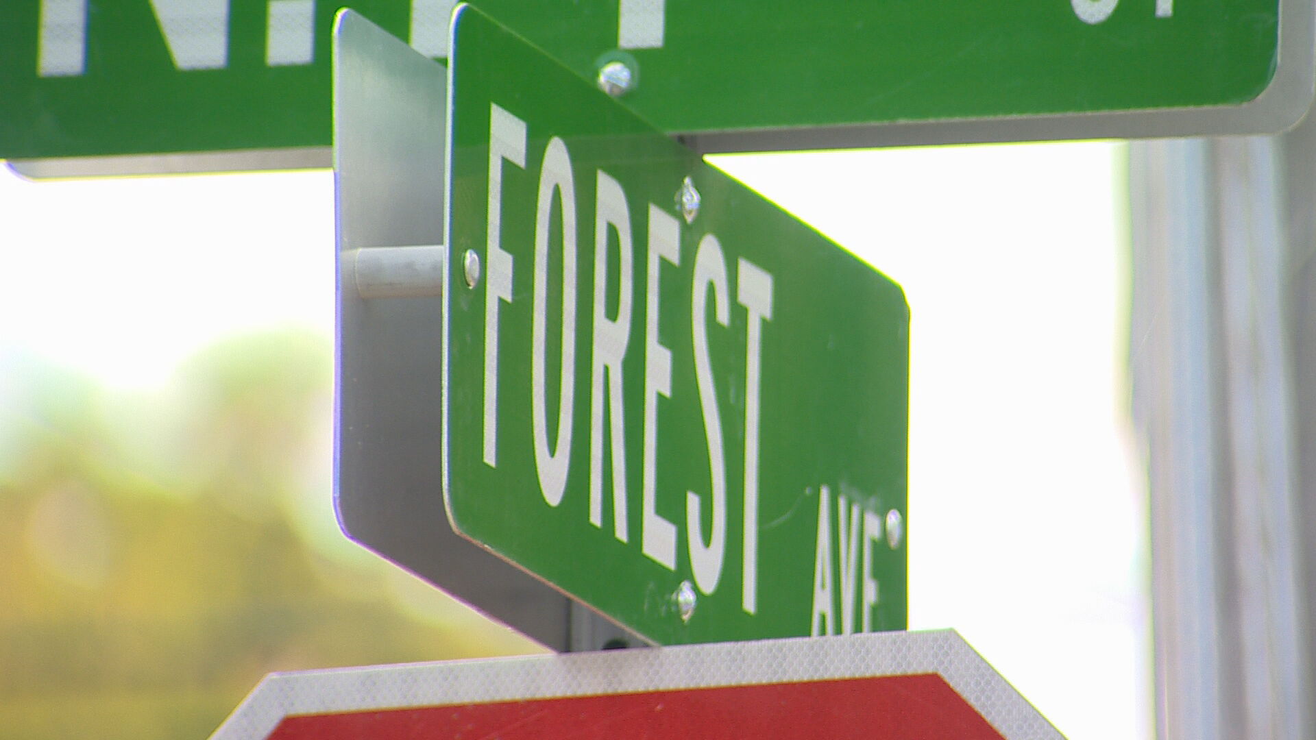 forest (1).jpeg