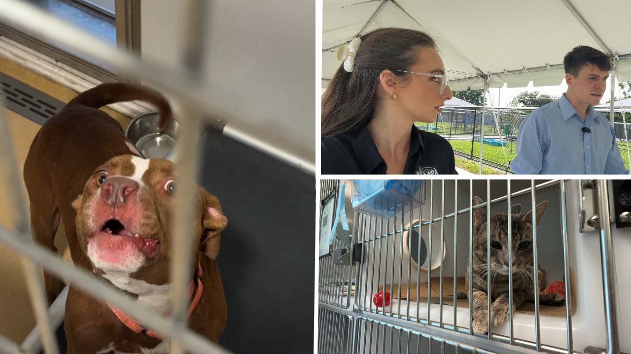 Inside Bishop Animal Shelter: County responds to community concerns, acknowledges work still needed