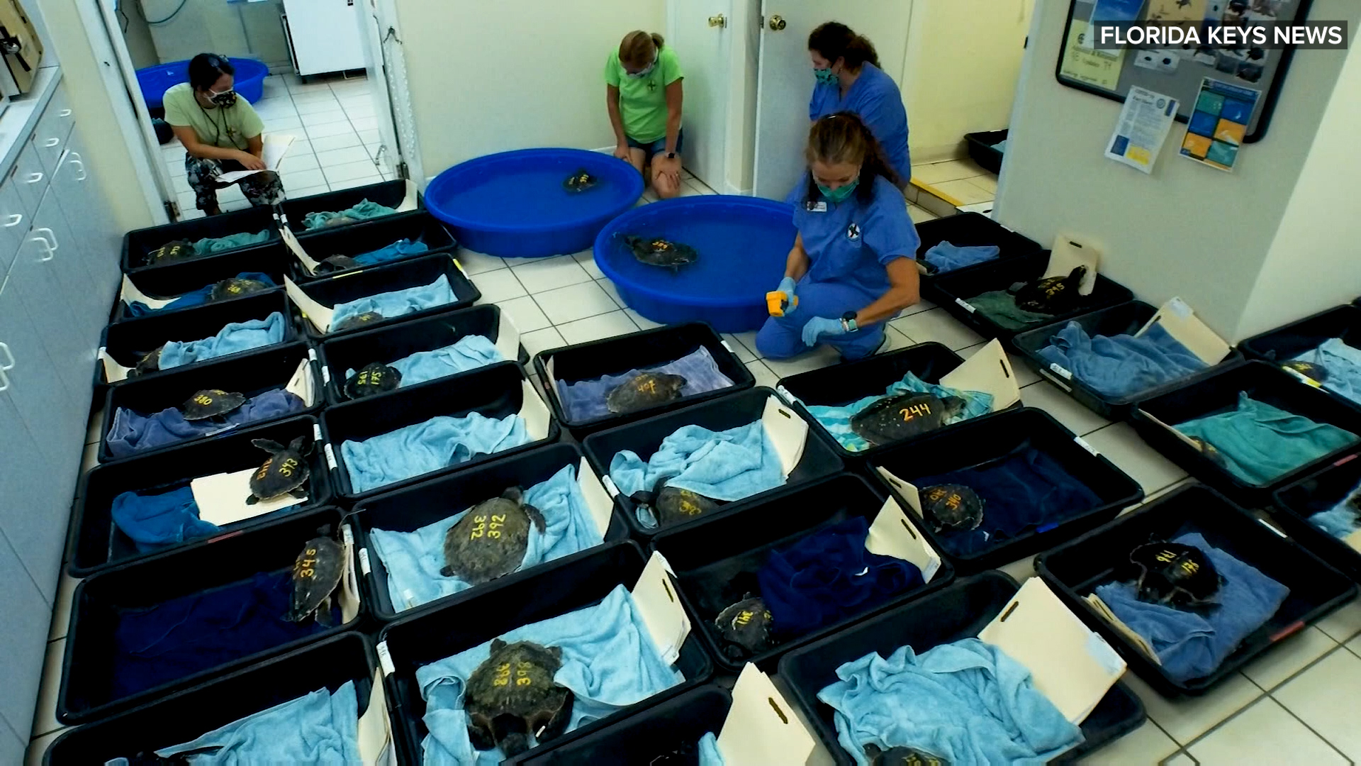 Dozens of endangered sea turtles rescued from cold New England beaches, flown to Florida