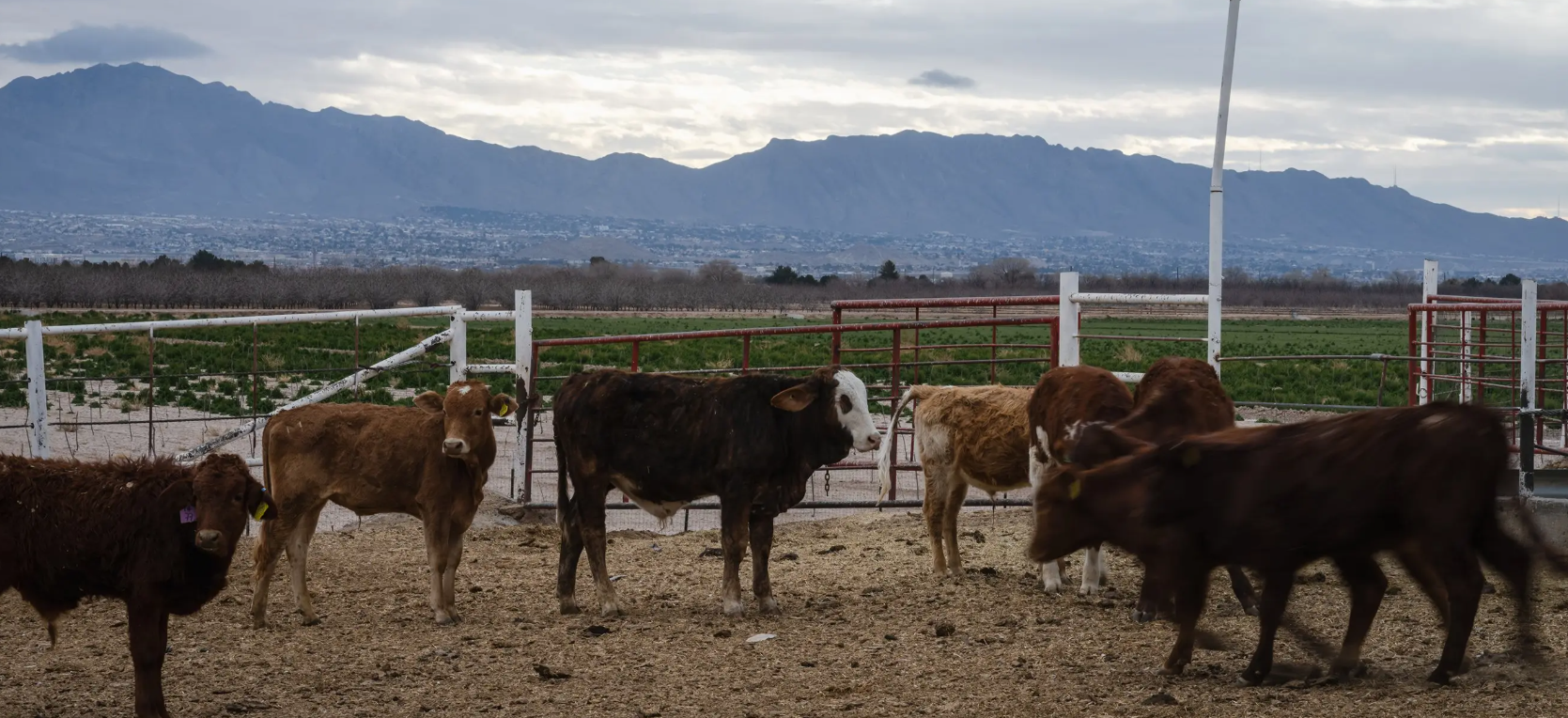 Forty to 50 heads of cattle, down from 5,000 due to restrictions on cattle imports from Mexico, reside at the Vaquero Trading stockyard in Sunland Park, New Mexico on Jan. 8, 2025. Vaquero Trading's offices are based in El Paso.png
