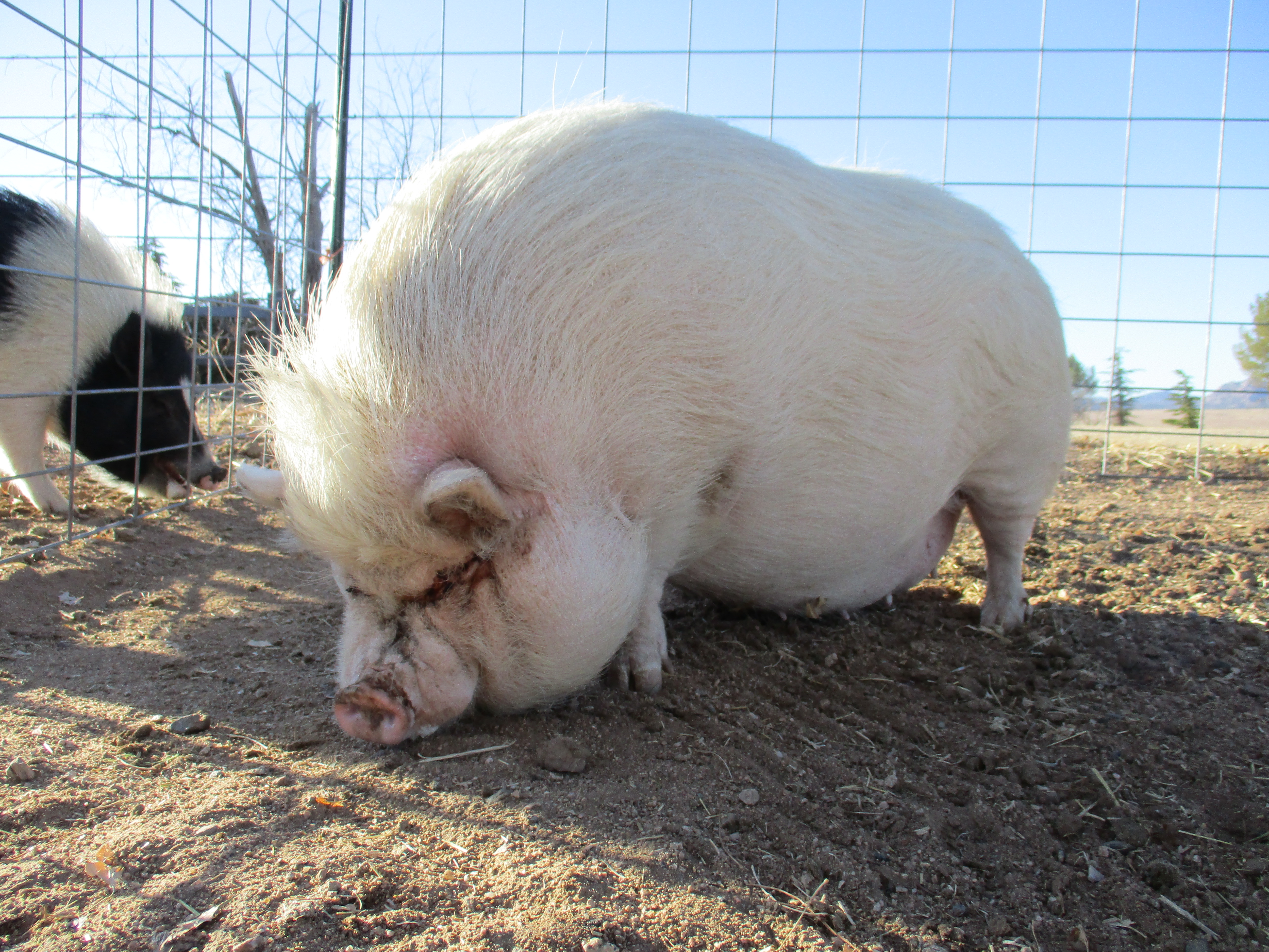 Portly Petunia