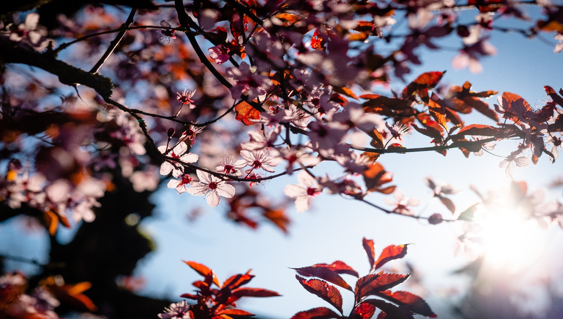 cherry blossoms.jpg
