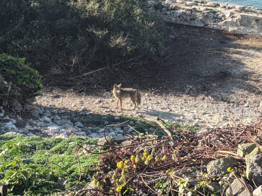 alcatraz_island_coyote_apphoto.png