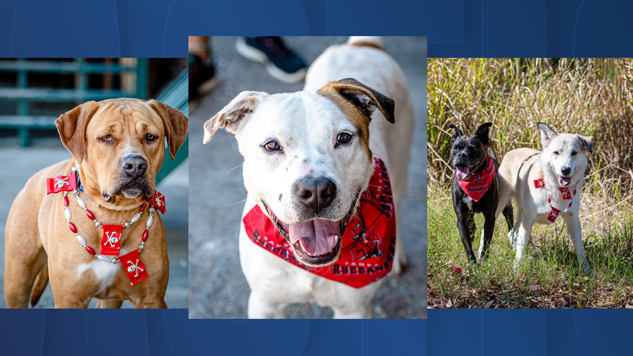 pets of the week Feb 5.jpg