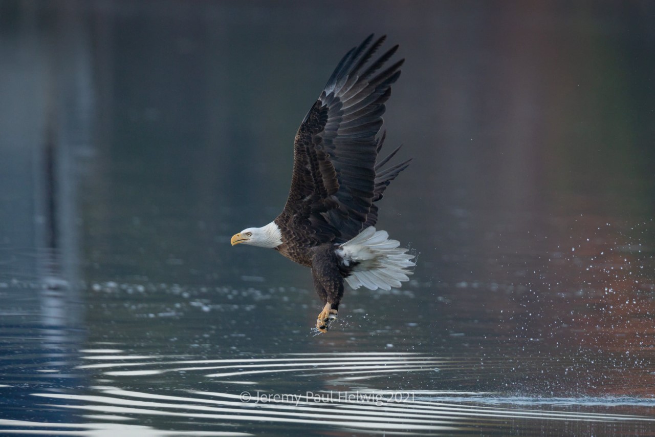 thumbnail_Eagle 11.jpg