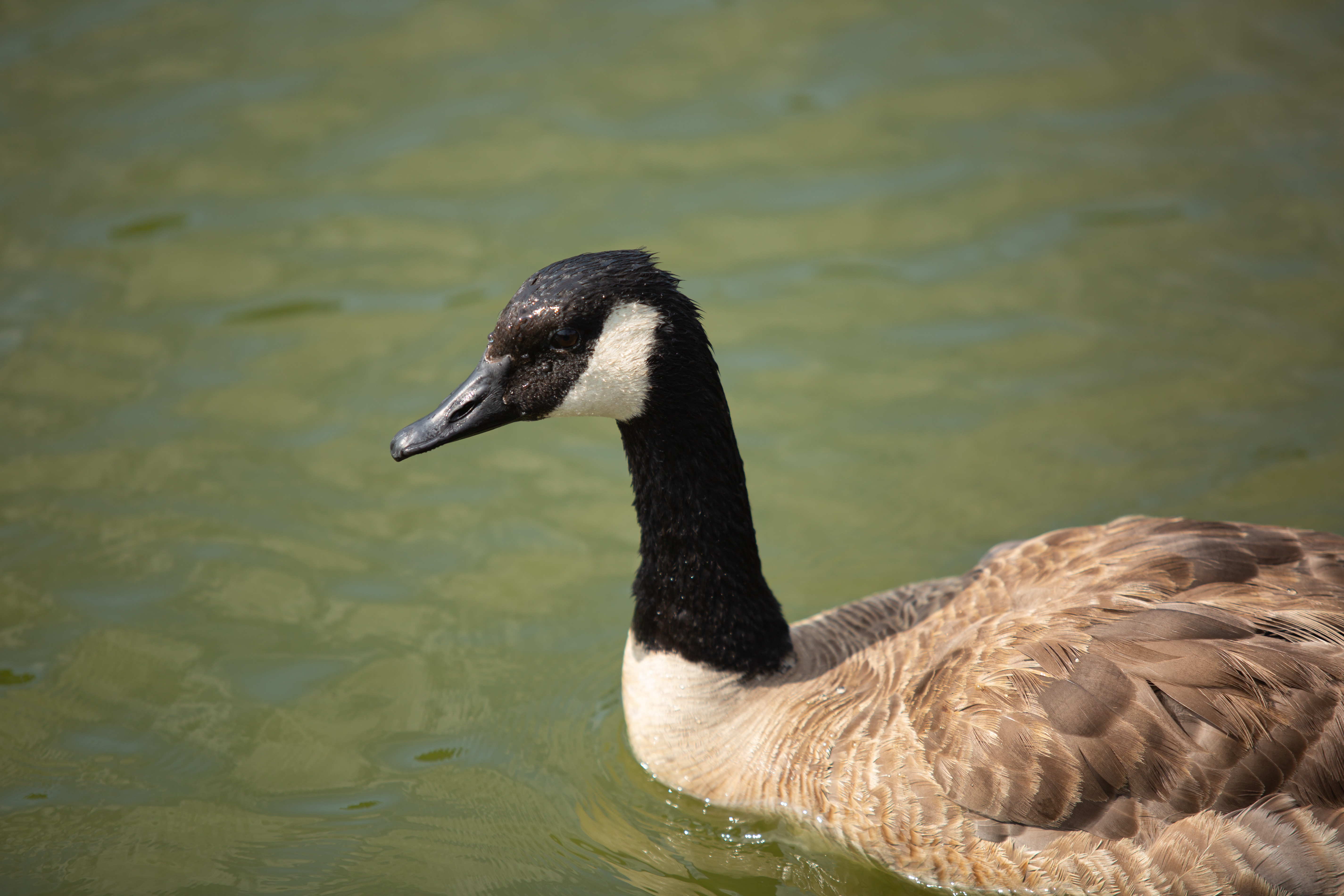 Canada Goose Swimming in Water
