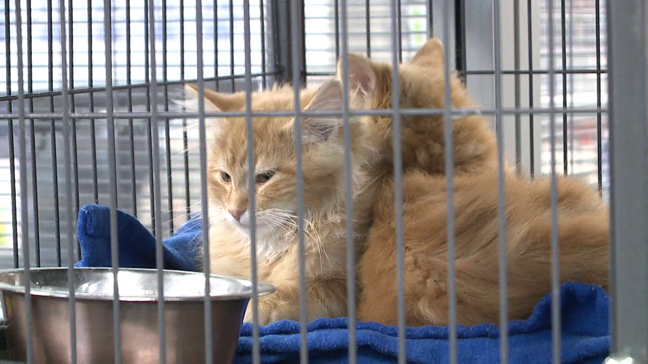 YWCA West Central Michigan.png