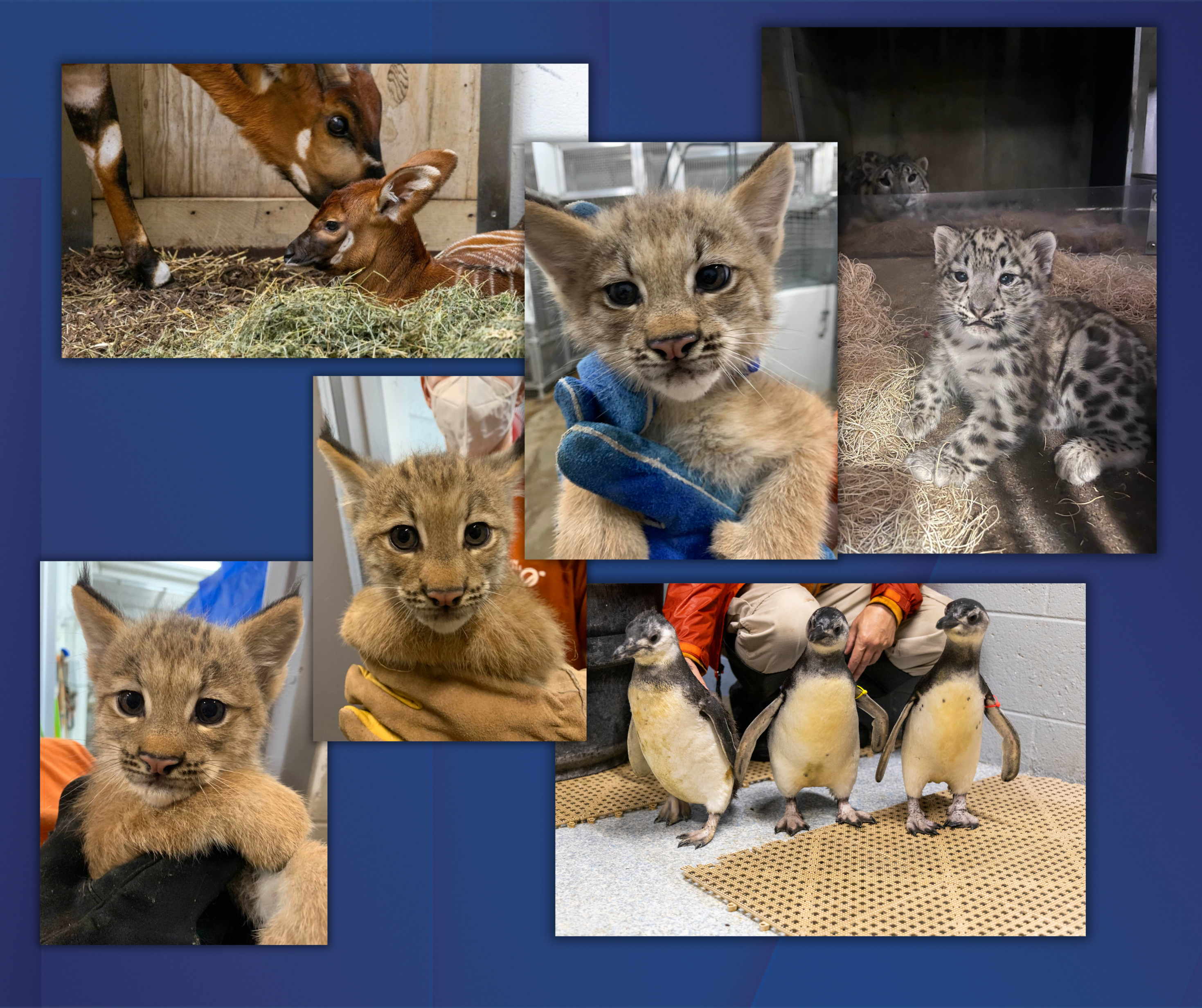 Baby Animals Born at John Ball Zoo in 2024 So Far