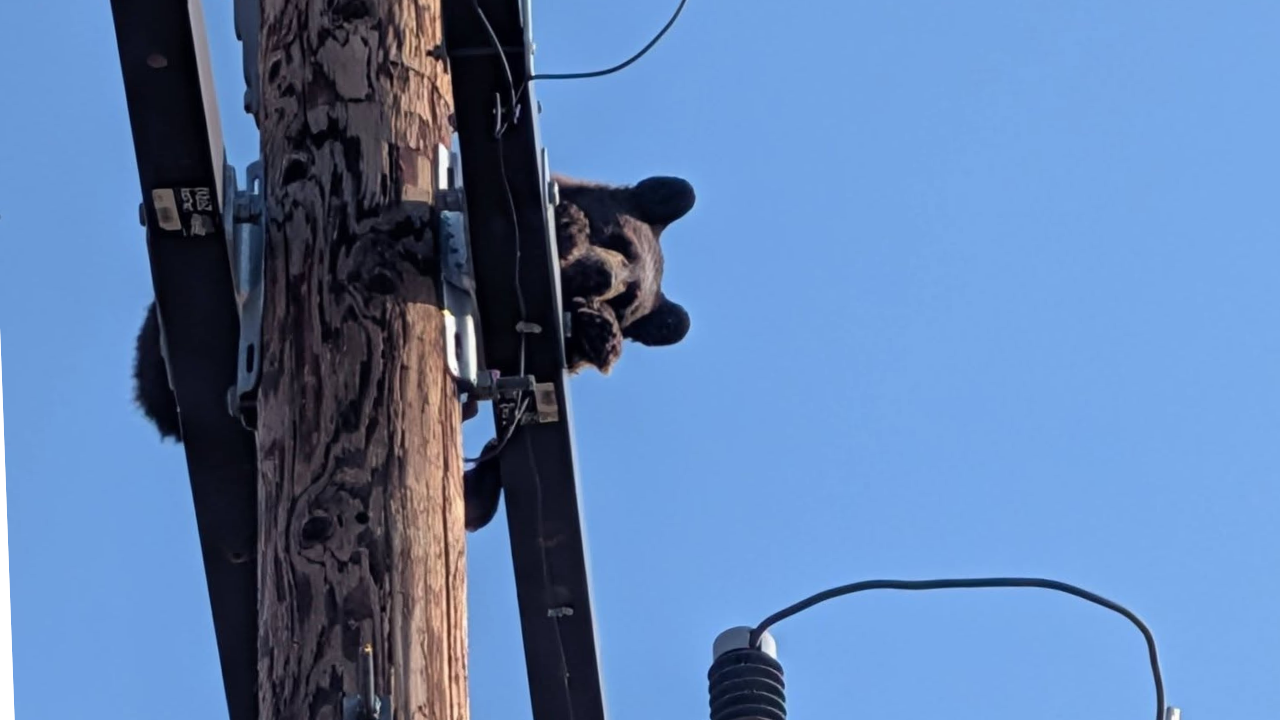 custer county bear