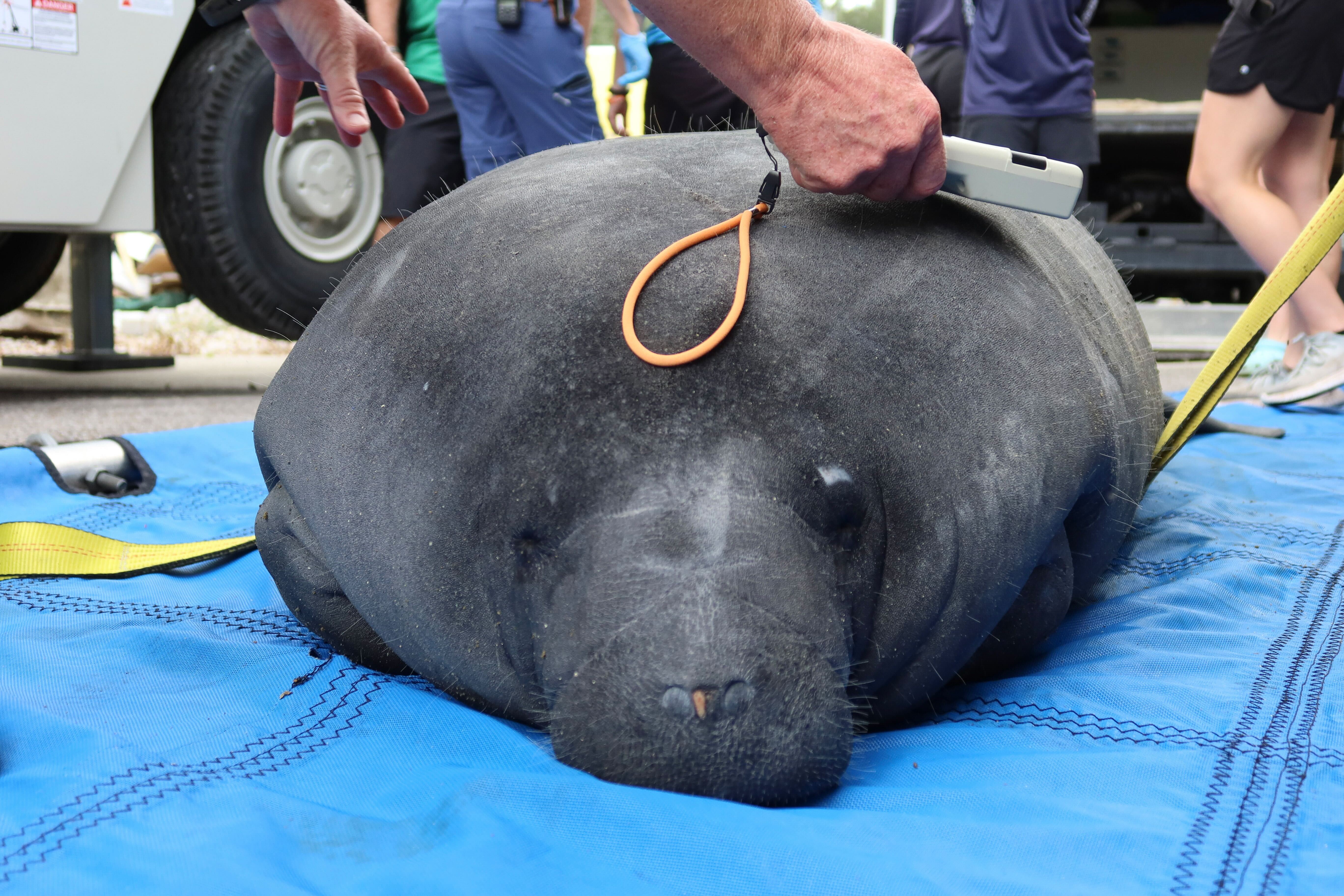 ZooTampa_Manatee_5.jpg
