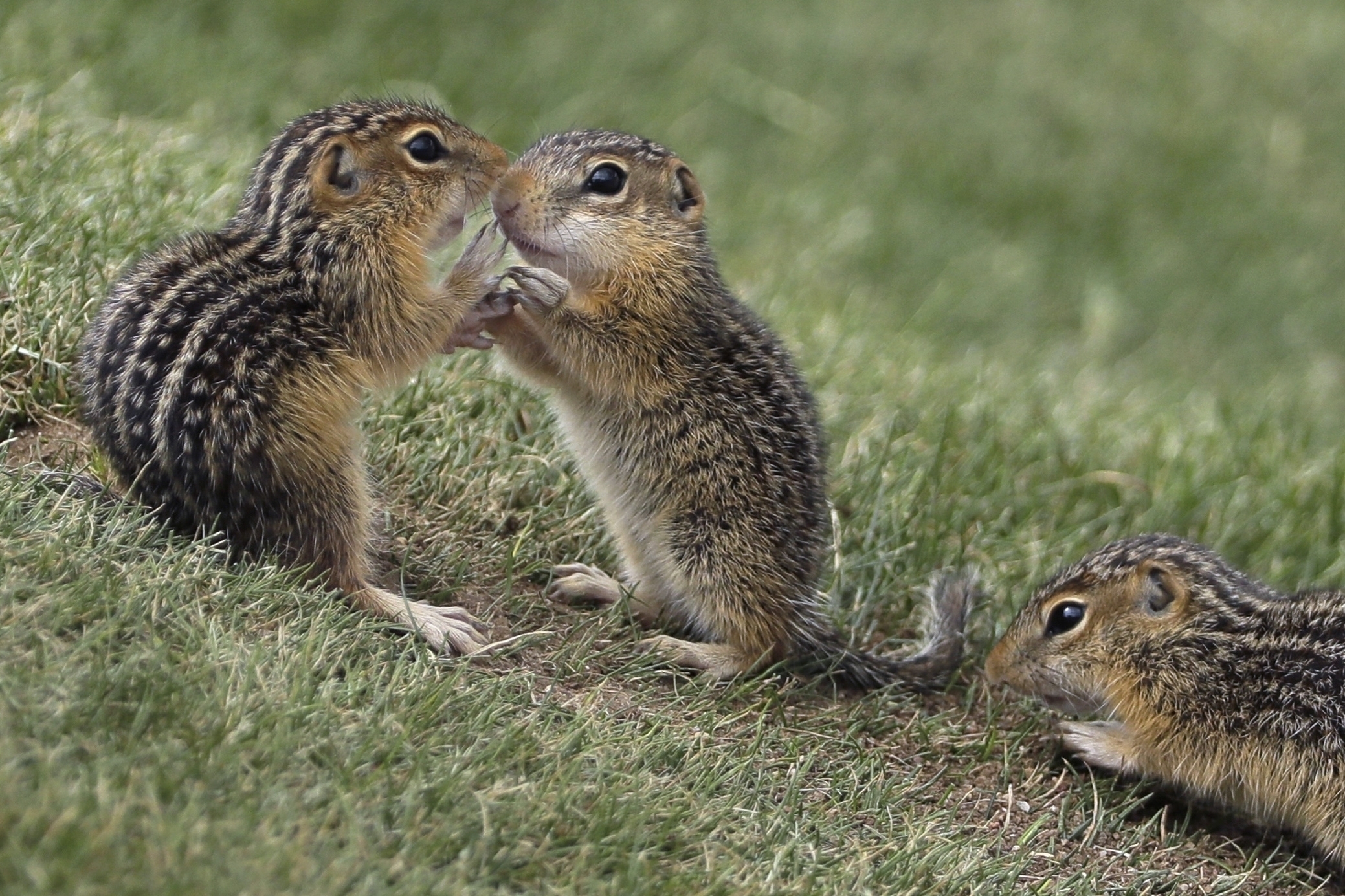 CORRECTION Chipmunks Amok