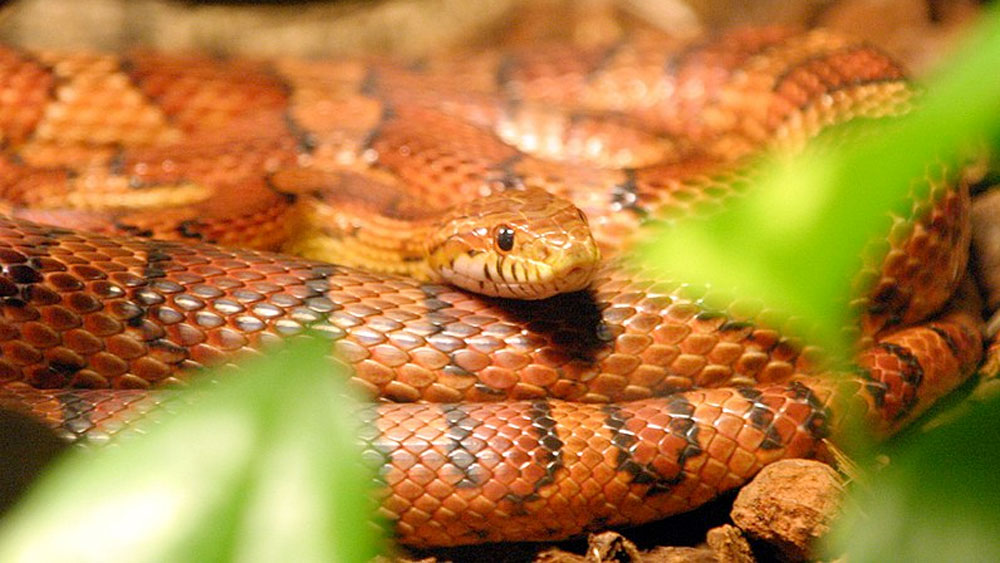 wptv-corn-snake-.jpg
