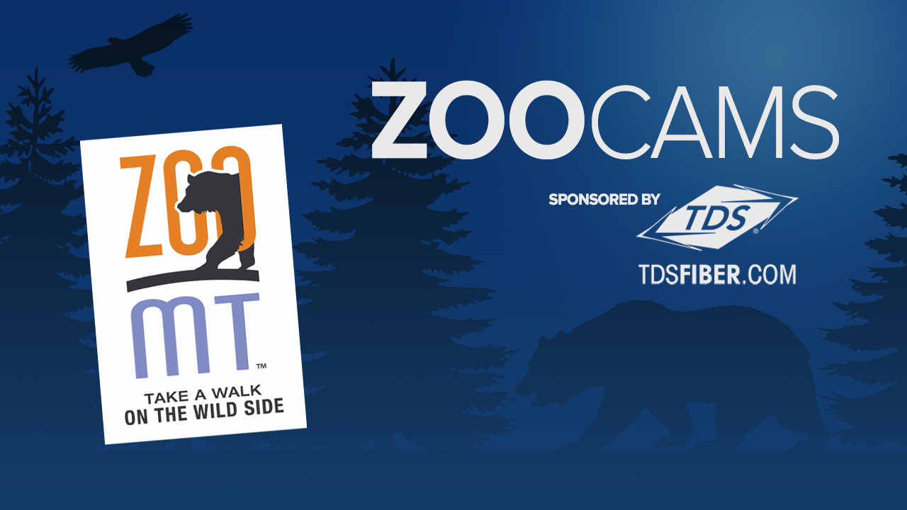 zoo cams graphic.png