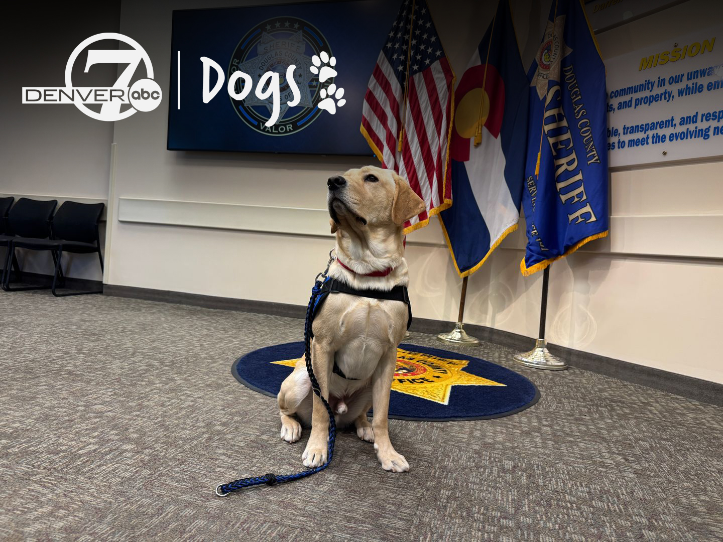 guster_denver7 dogs.jpg