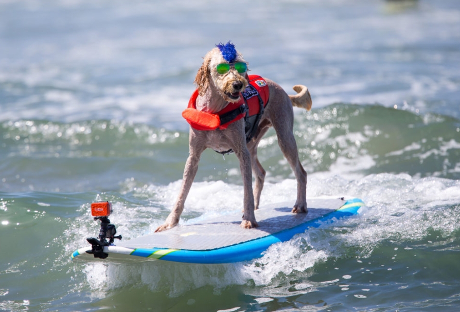 Derby the surfing dog