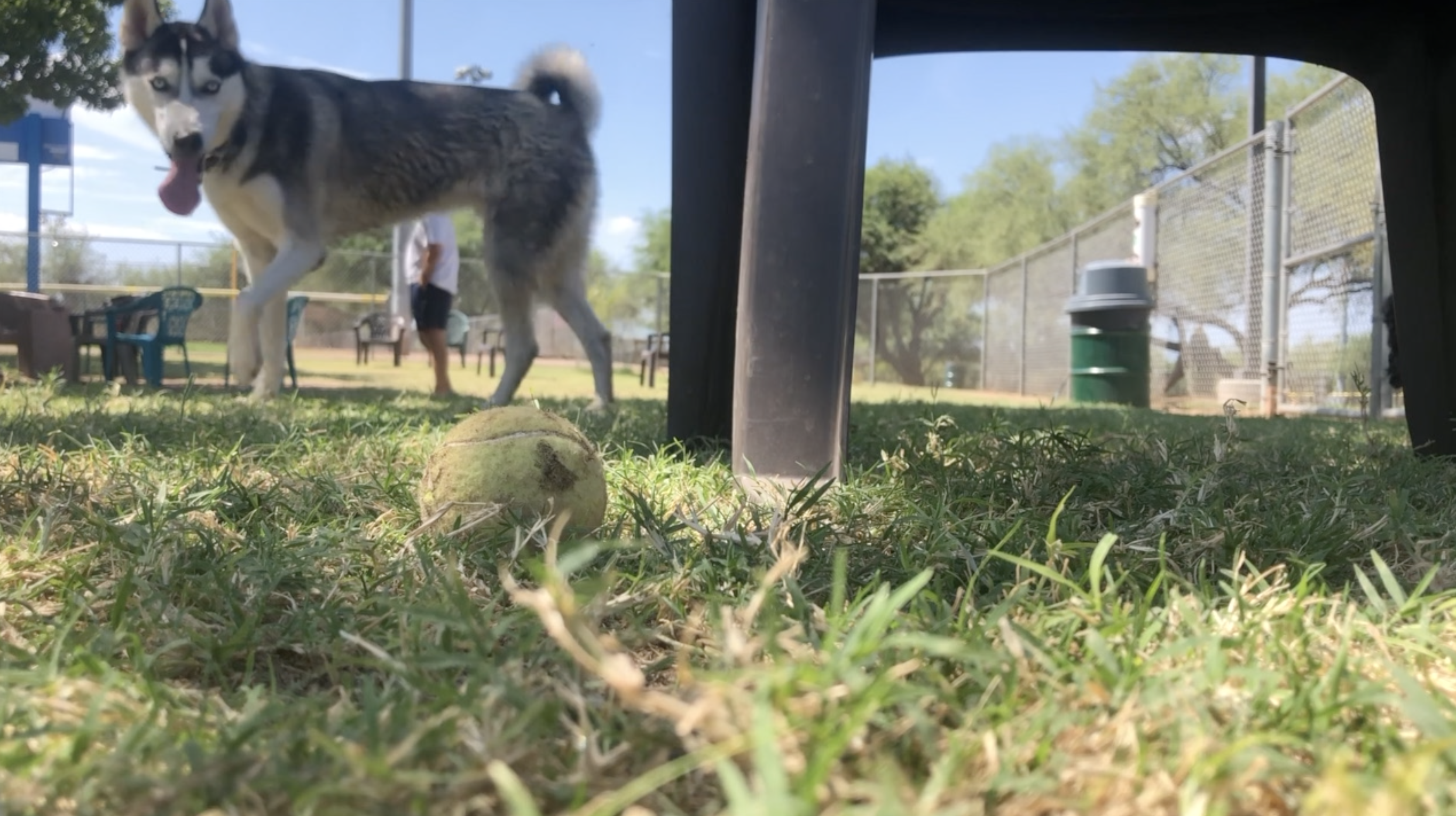Personal belongings to be stripped from Pima County dog parks