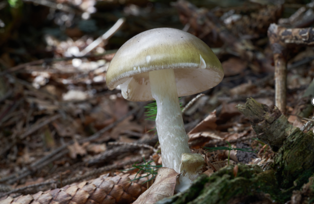 Death cap mushroom