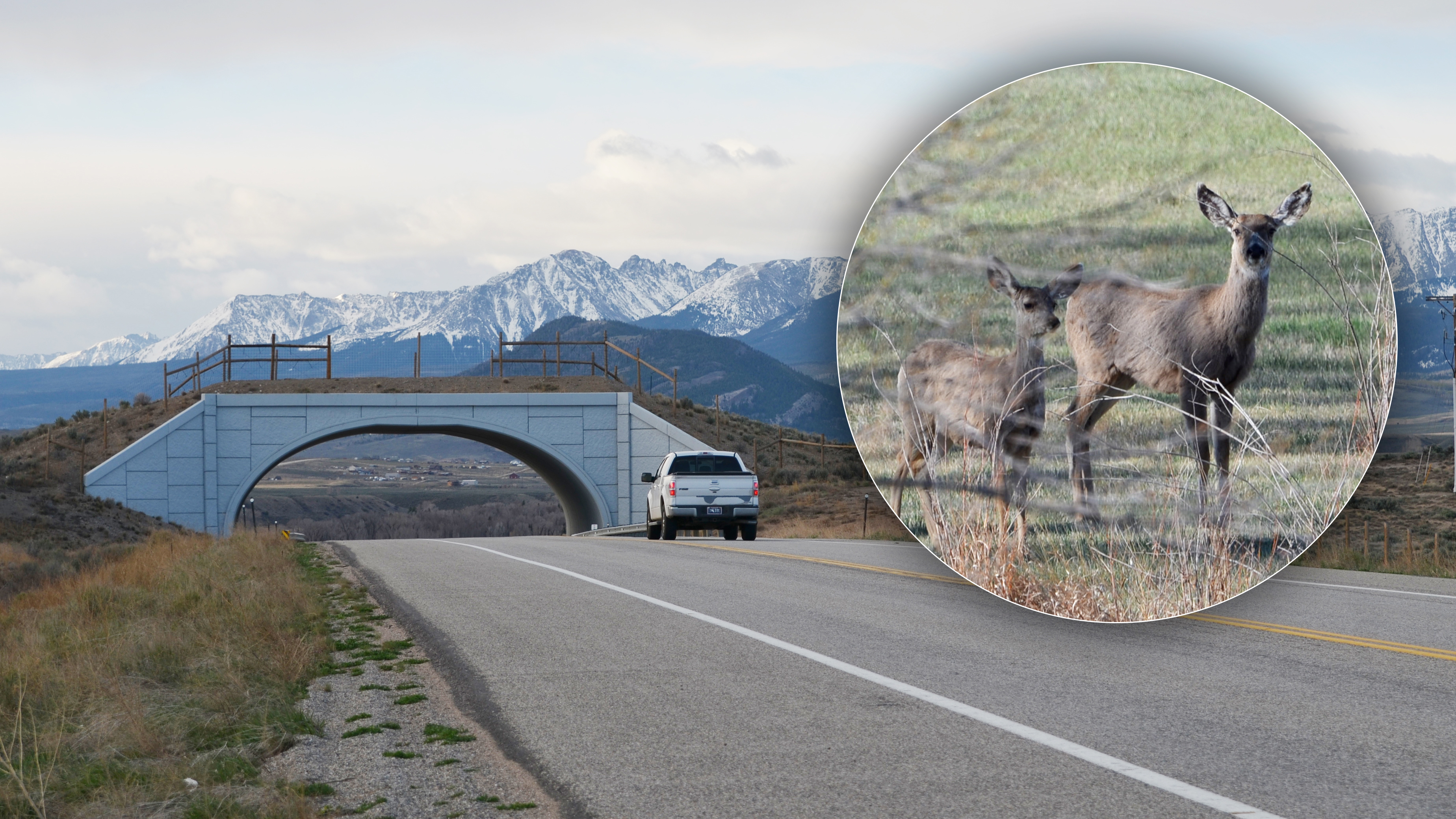 Highway 9 wildlife crossing and deer photos 
