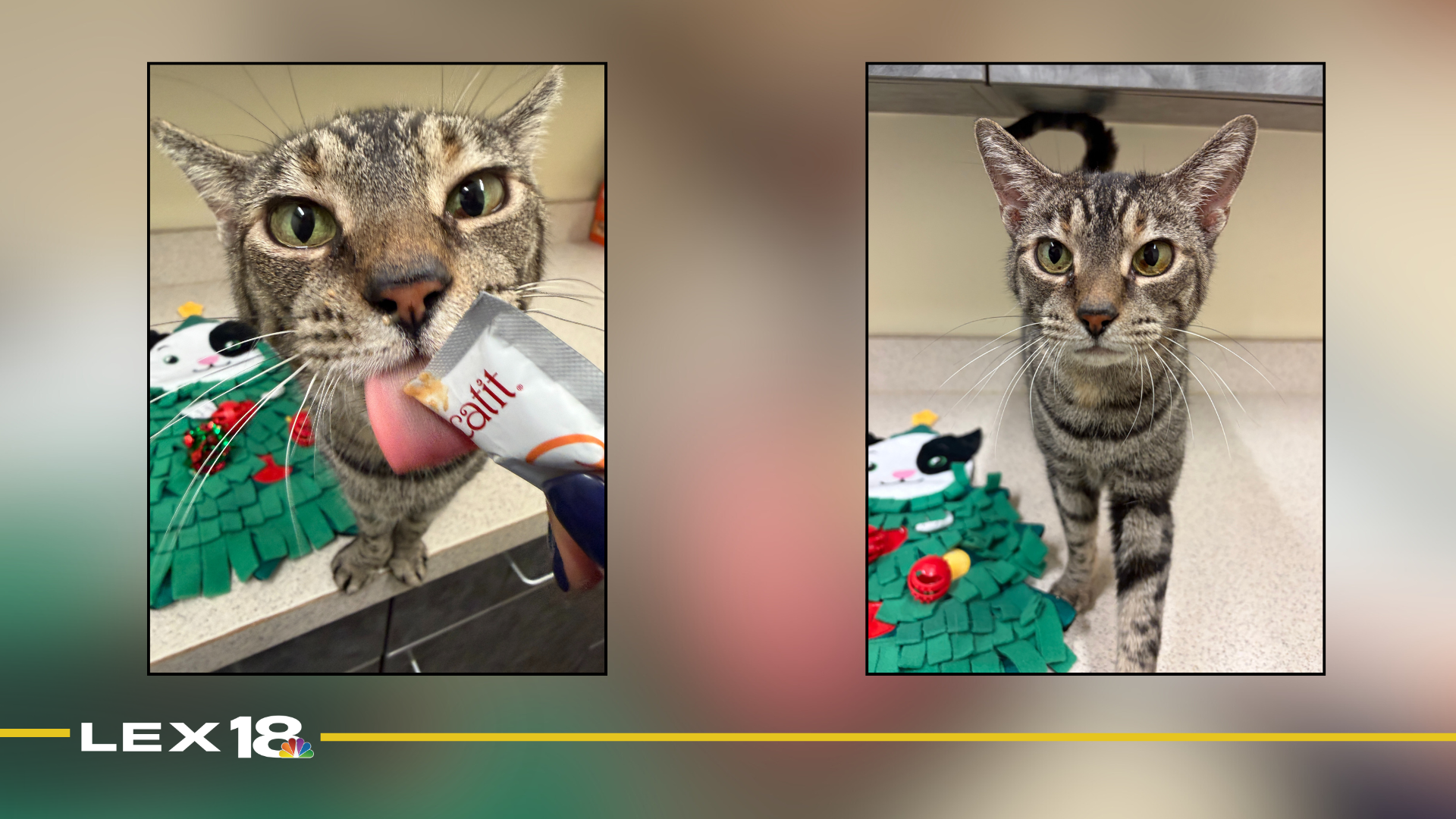 mugshot template  - 2025-12-18T112058.133.png