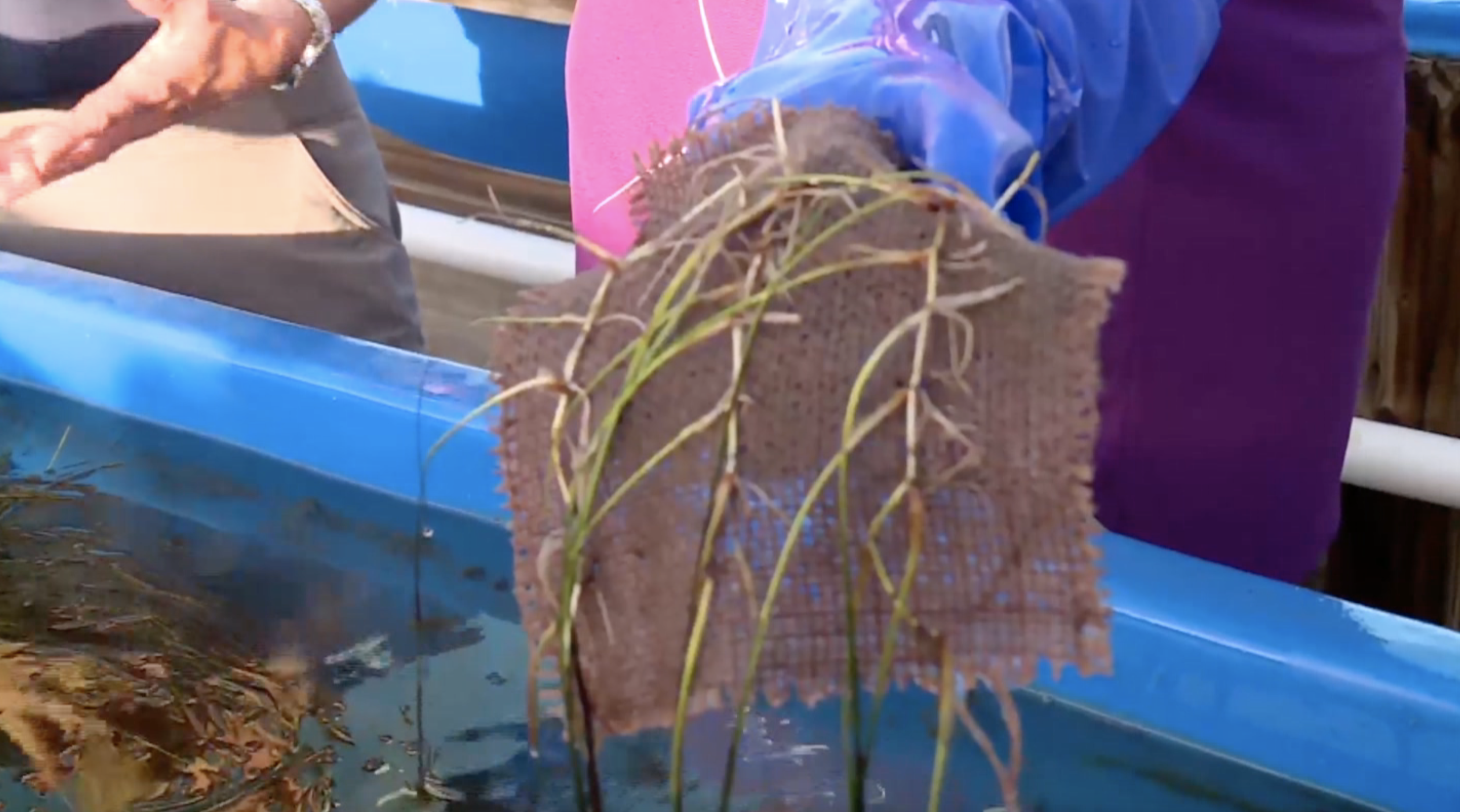 Burlap is helping to stabilize seagrass in the Indian River Lagoon August 2023.png