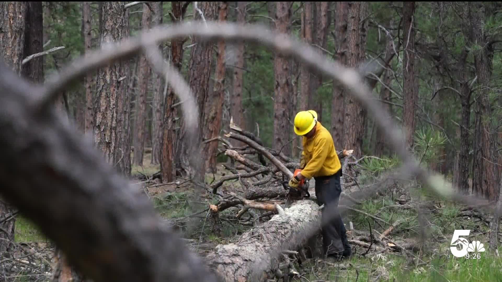Chainsaw Certification 