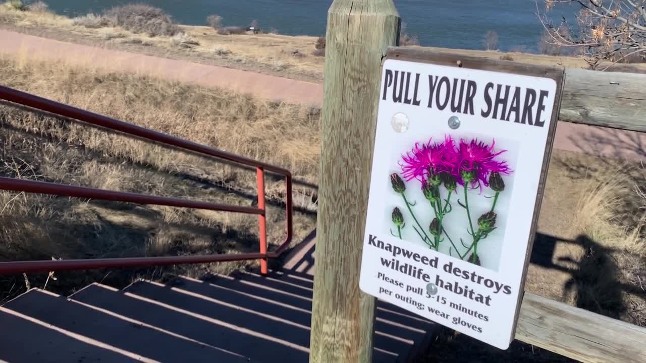 Knapweed Sign