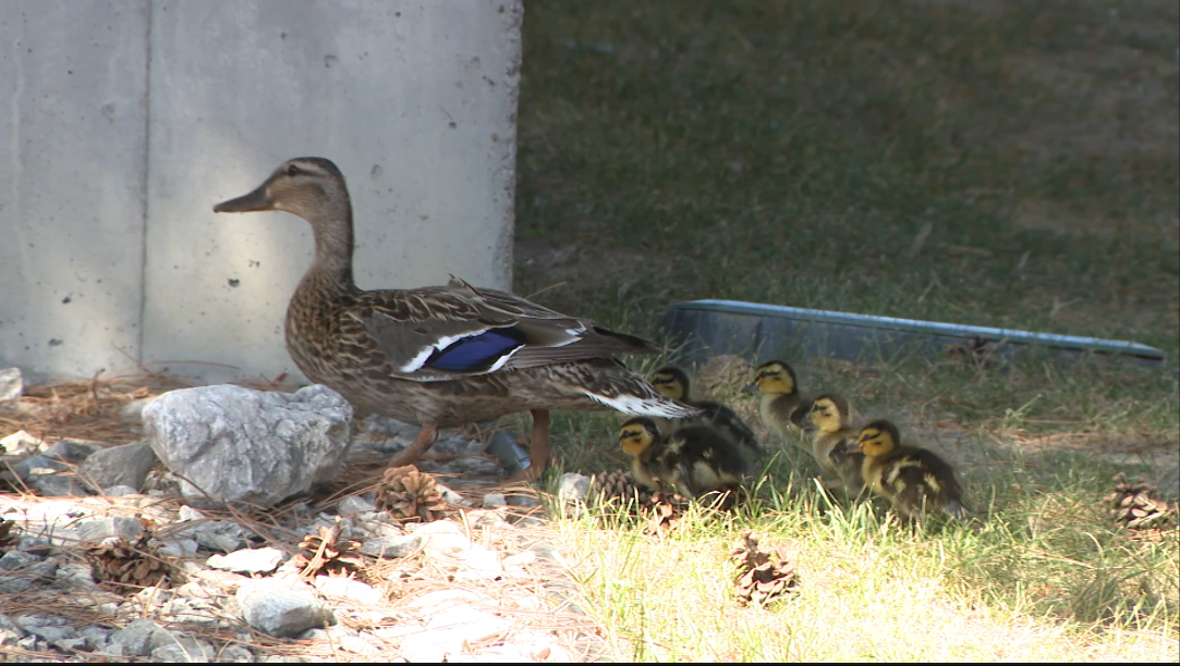 Duck rescue in Billings