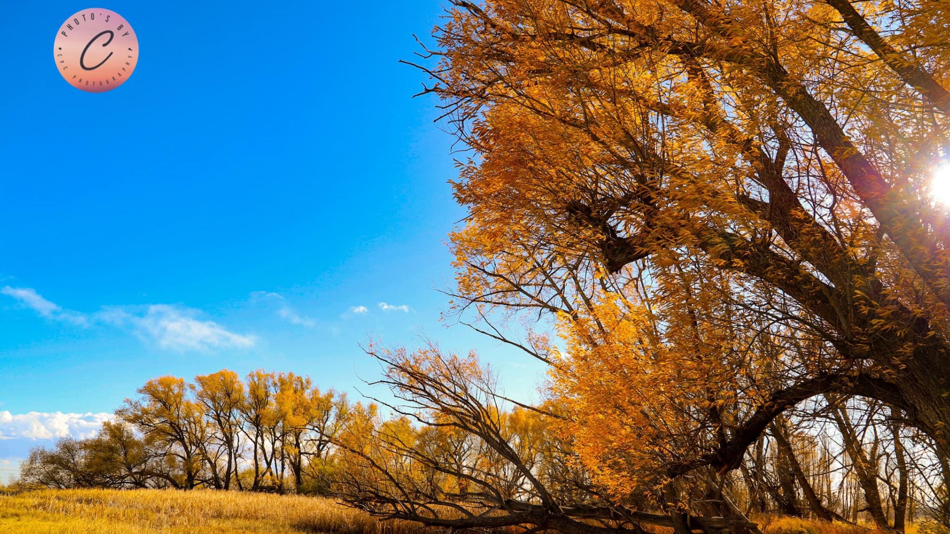 Falcon Fall Colors
