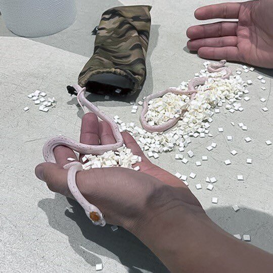 ODD--Snakes Almost On Plane