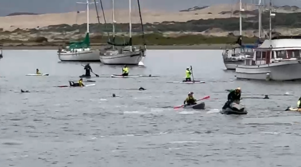 Around 300 athletes who participated in the swim portion of the race did not finish due to the strong tidal currents, forcing many of them to be pulled out of the water.