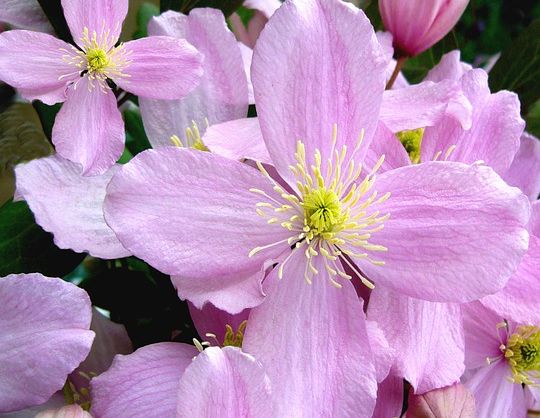 pink clematis.jpg