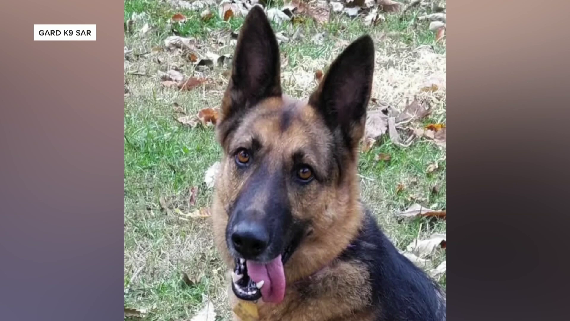 K9 Maddy