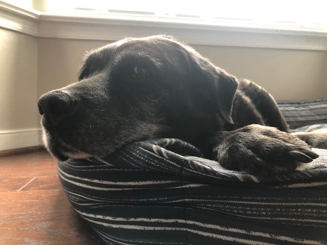 Richmond Police K9 Sophie 2.jpg