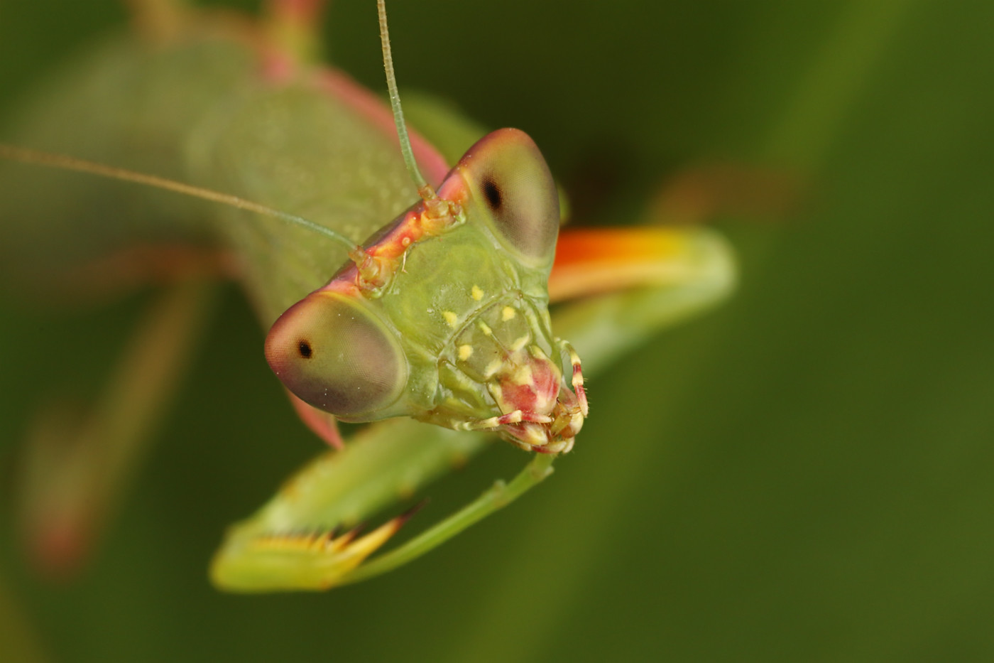 Praying Mantis