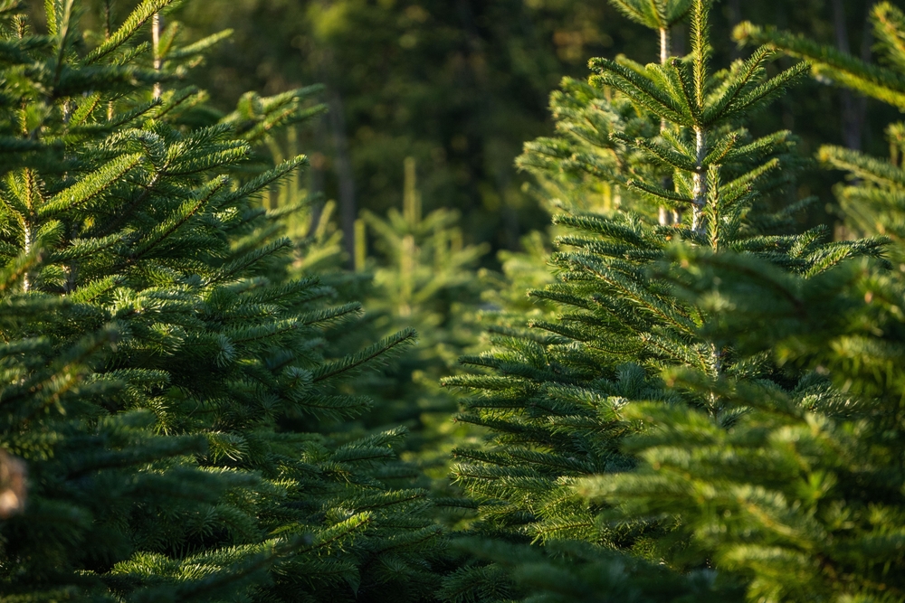 Stock image of various Christmas trees.