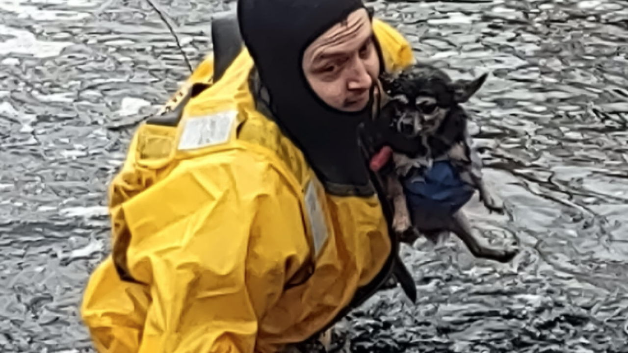 dogrescue.png