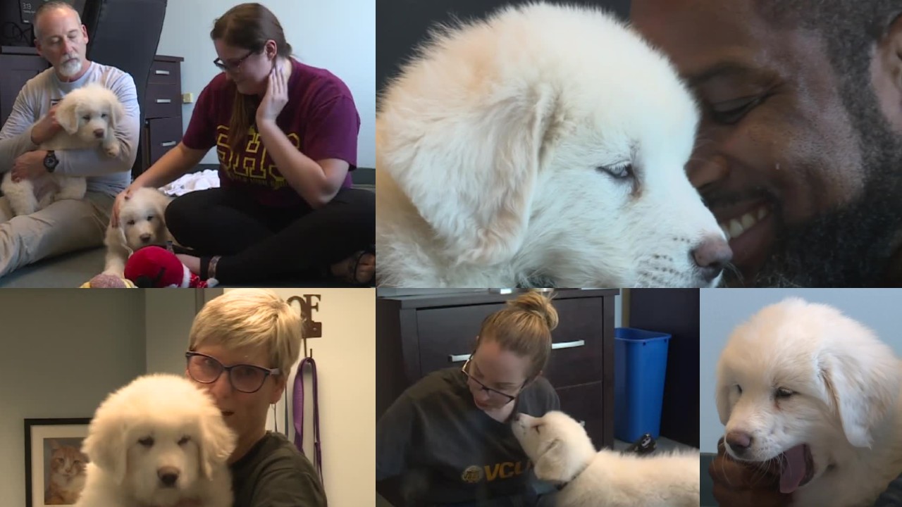 Puppy Collage 