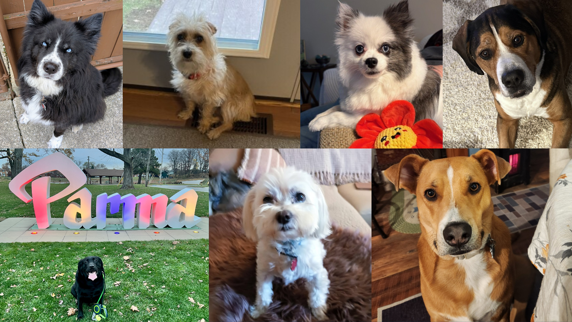 Dog walking forecast March 30-April 5