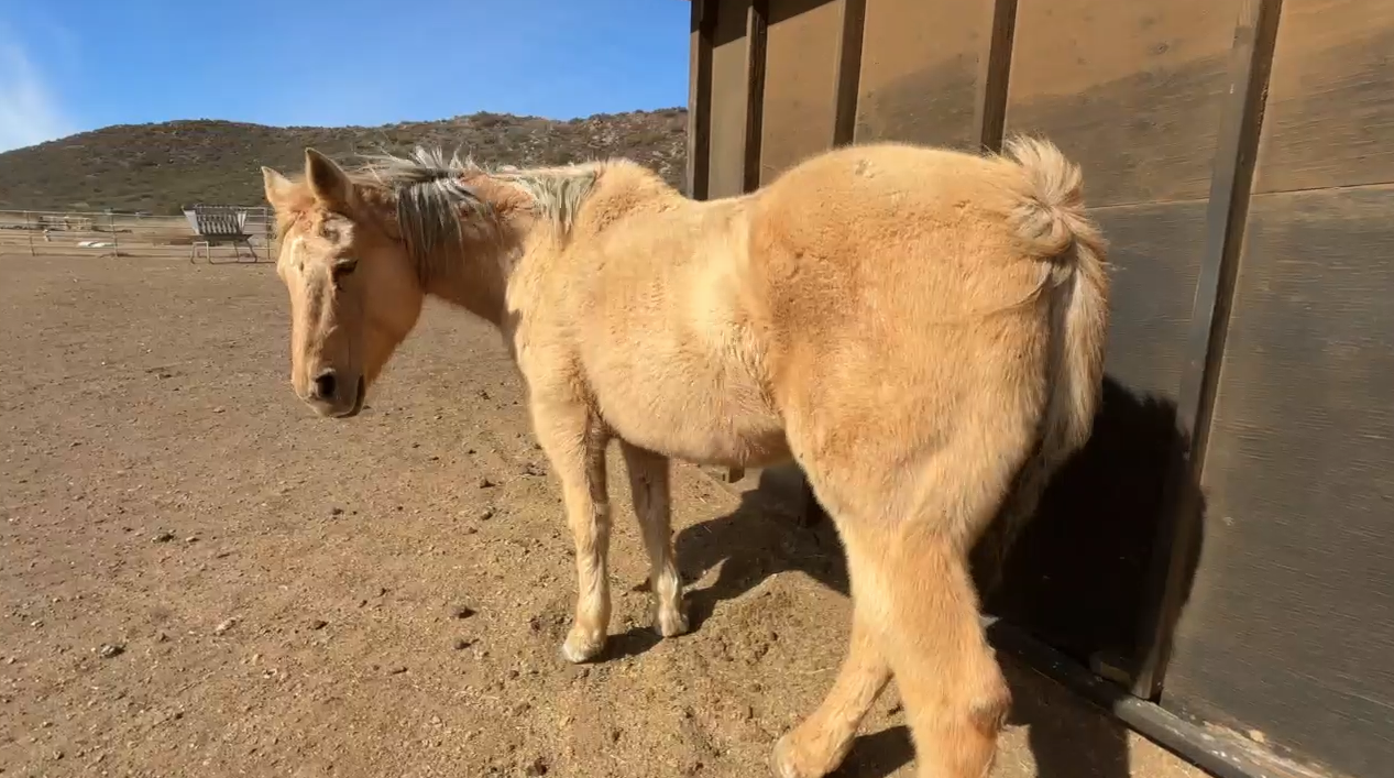 Tecate horse rescue