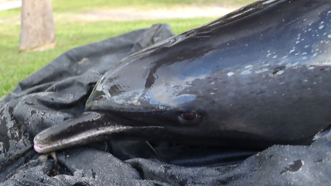 The Florida Fish and Wildlife Conservation Commission said four pantropical spotted dolphins stranded themselves on Oct. 29, 2025, near the Lake Worth Pier. Two died, and two others were saved.