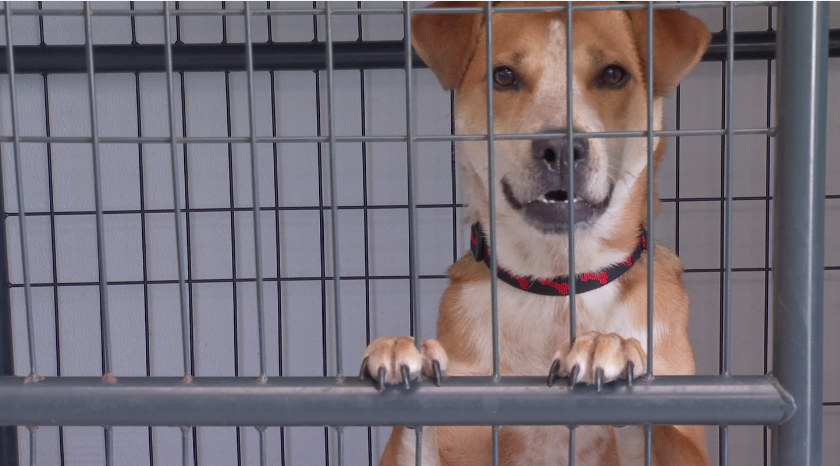 Paws 4 Cause reaches full capacity, seeks foster families 