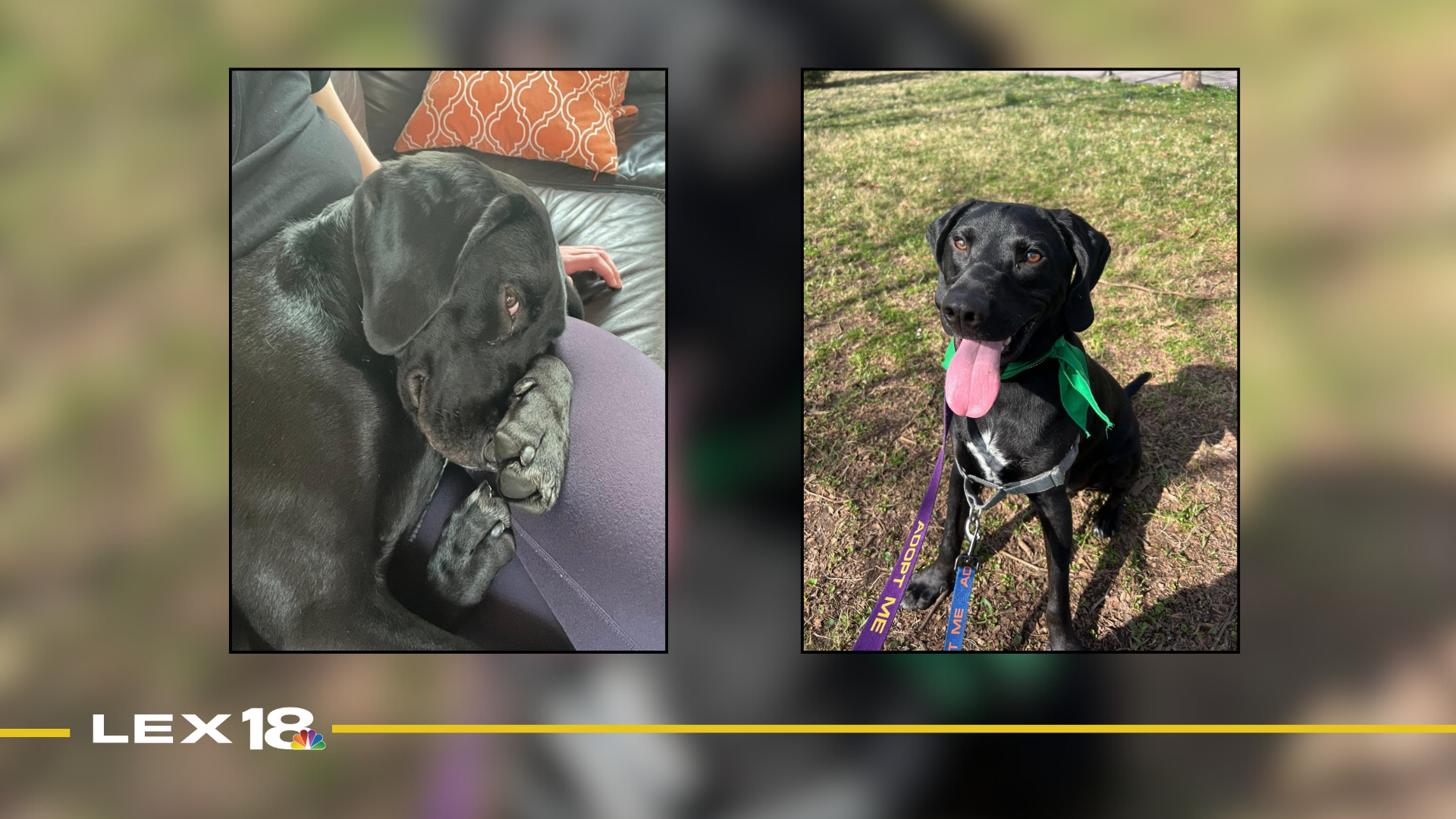 Featured Image Custom Edit (26).png