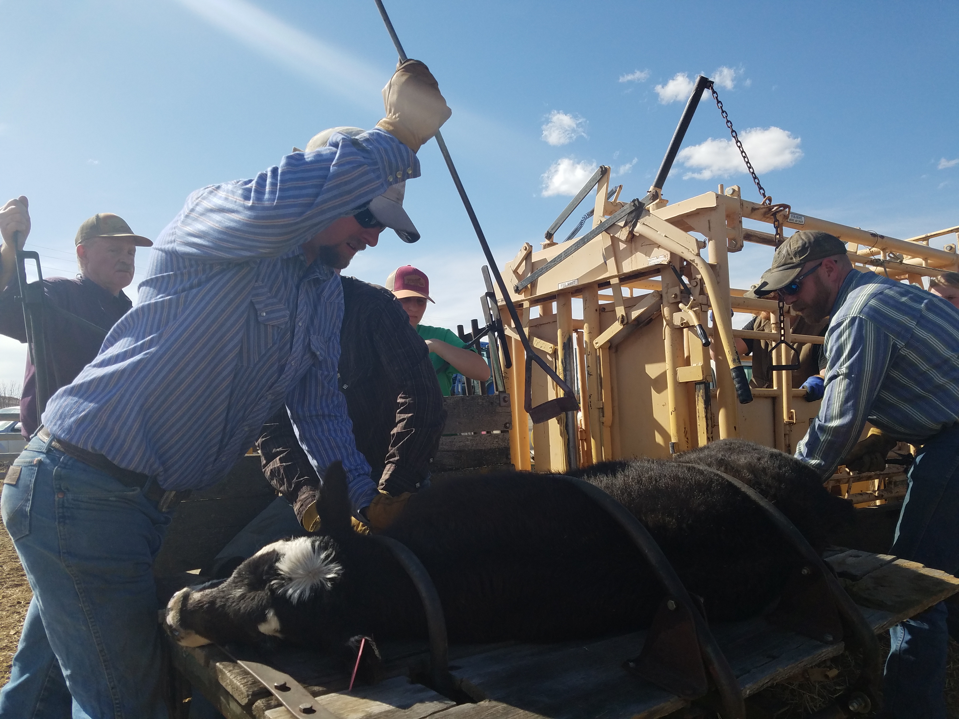 MT Ag Network: Livestock Brands