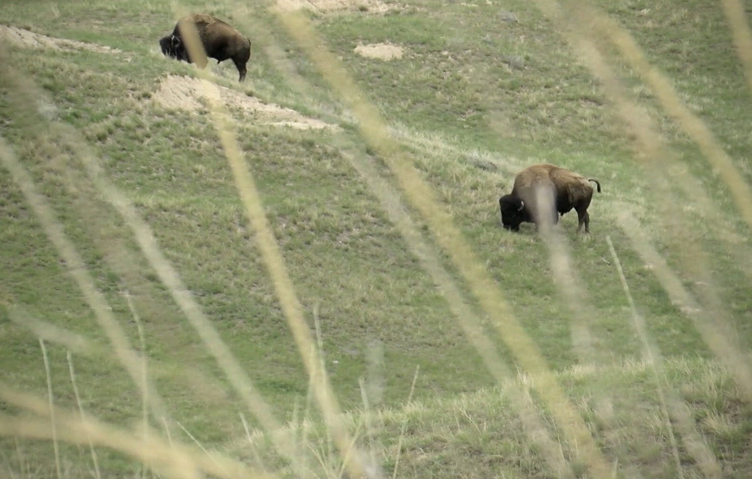 CSKT establishes renewed "footprint" on Bison Range - Vimarsana News