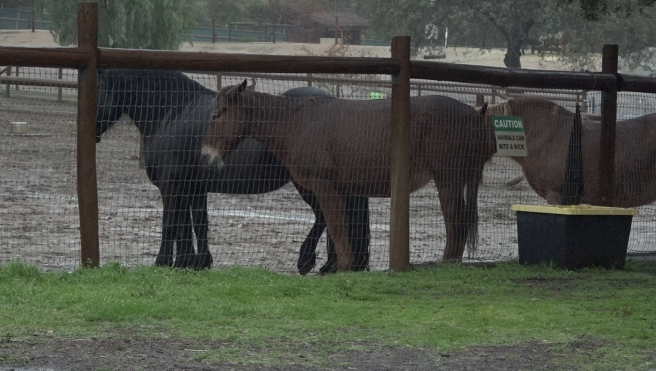 sd animal sanctuary.png