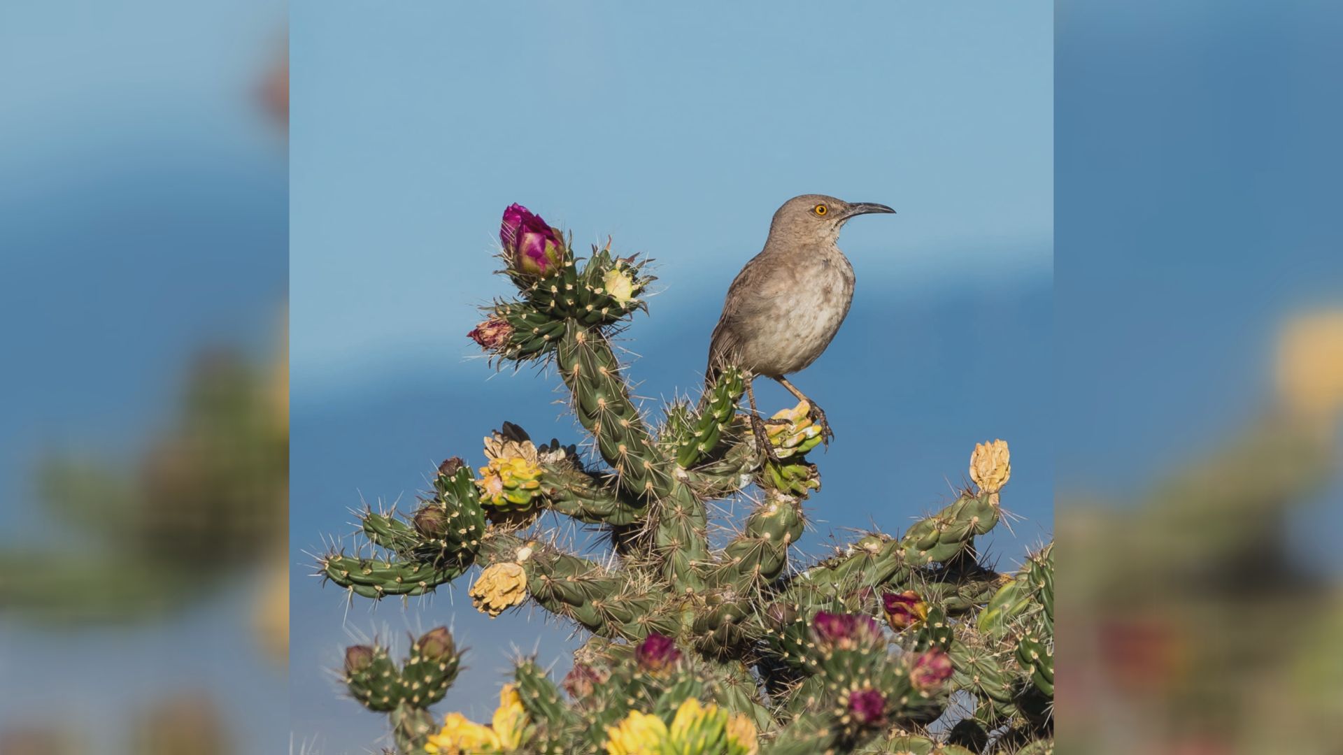 Curve-bill thrasher