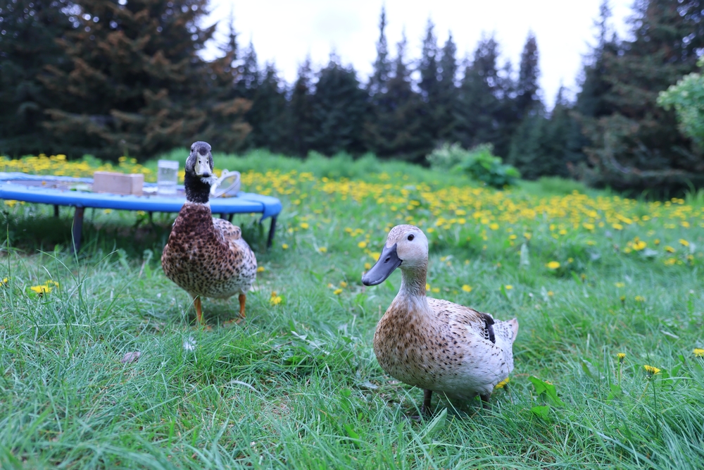 Free-range,Welsh,Harlequin,Duck,And,Drake,Enjoying,The,Summer
