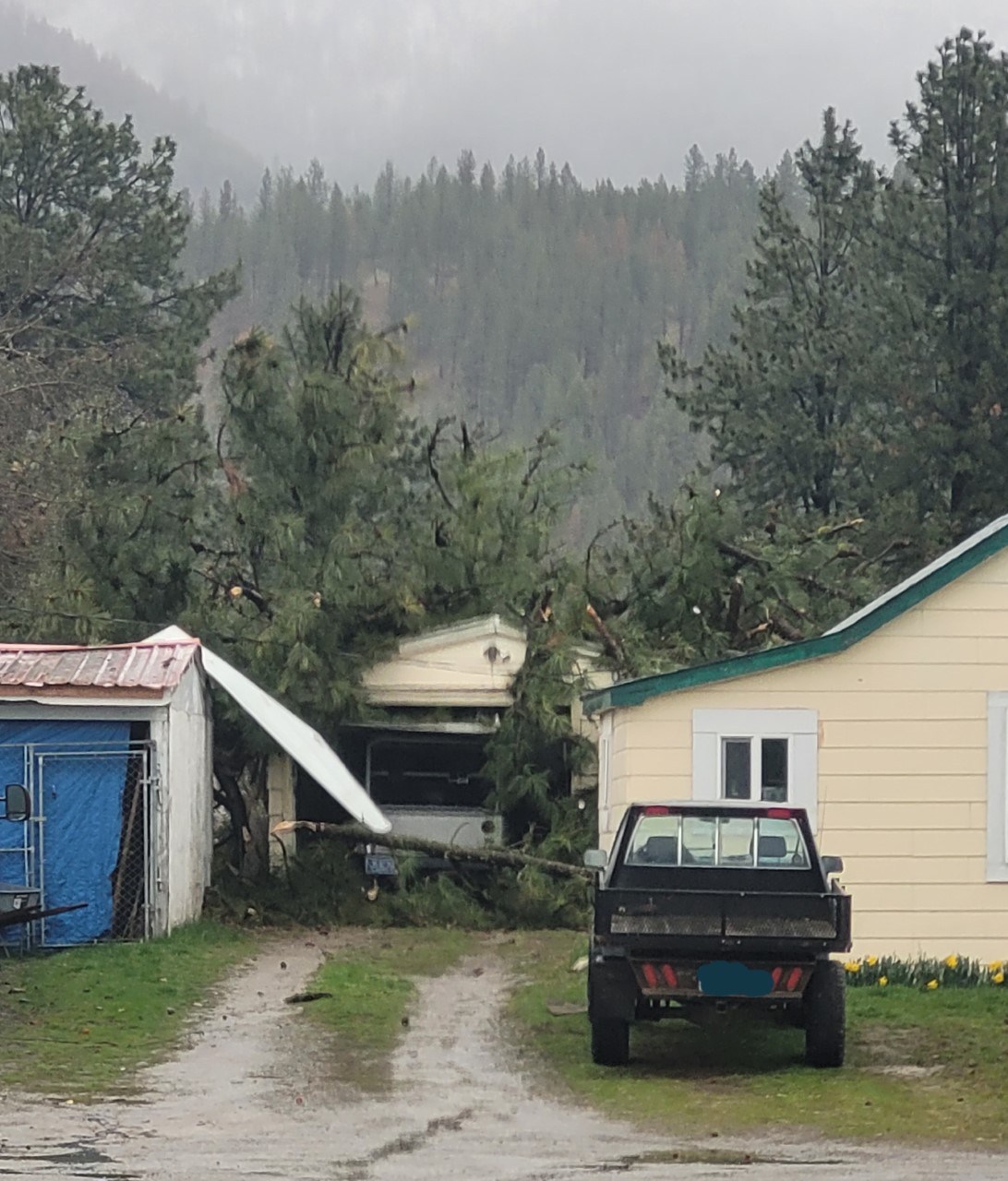 Thompson Falls Tree Damage